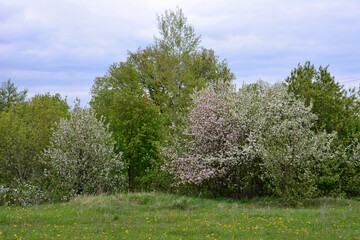 Obraz premium Spring Bloom in a Natural Landscape with green meadow copy space