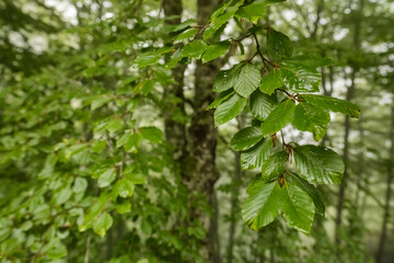 Close up of vibrant green beech leaves in a misty mountain forest
