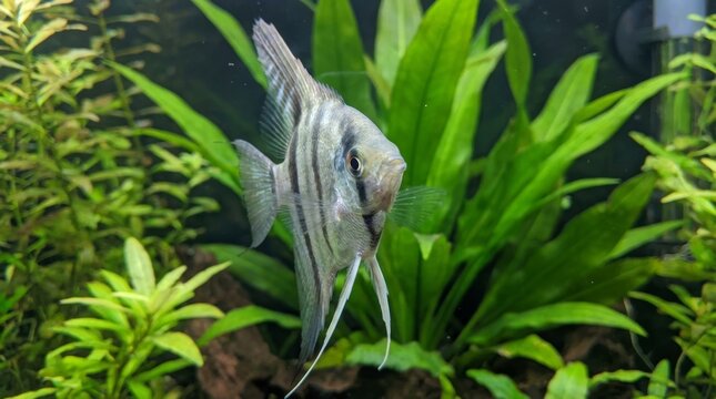 Angelfish, pterophyllum scalare, swimming gracefully amid vibrant green aquatic plants, showcasing its distinctive striped pattern in a serene freshwater environment
