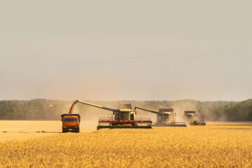 Obraz premium Combine harvester harvests wheat