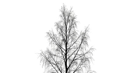 Obraz premium Bare tree branches against a white background.
