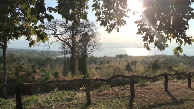 sun light and tree leaves at pond lake forest nature view