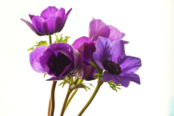 紫色のアネモネ