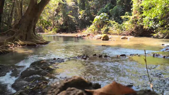 flowing water stream creek in tropical forest