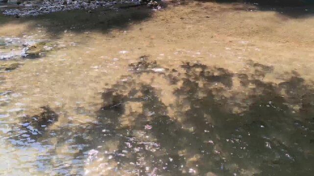 flowing water stream creek in tropical forest