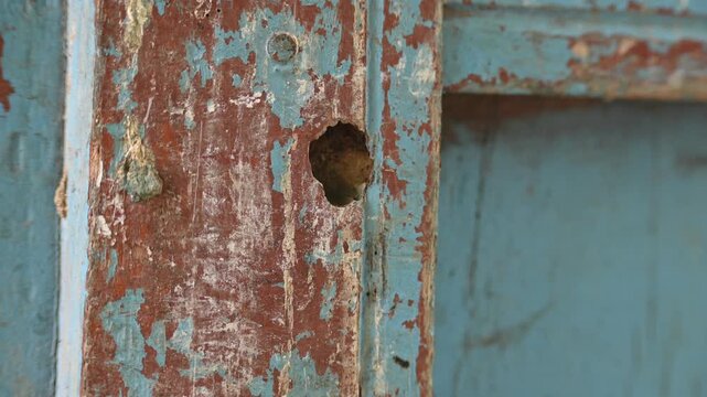 Rhynchium brunneum, a potter wasp, is building its nest in a hole in wood. It is found in Asia. Showing the insect and its nest entry. Insect activity.
