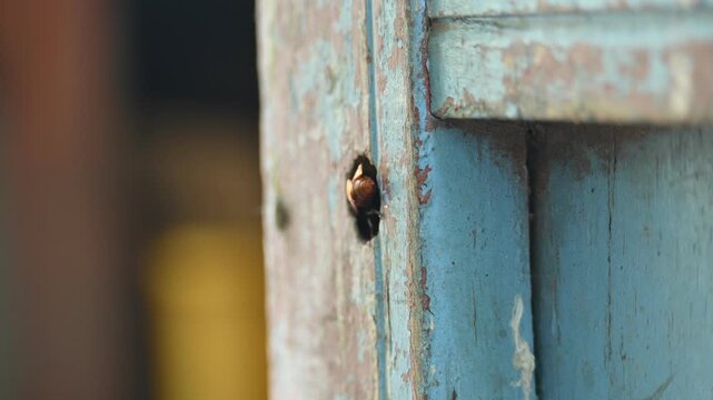 Rhynchium brunneum, a potter wasp, is building its nest in a hole in wood. It is found in Asia. Showing the insect and its nest entry. Insect activity.