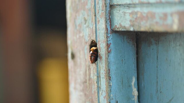 Rhynchium brunneum, a potter wasp, is building its nest in a hole in wood. It is found in Asia. Showing the insect and its nest entry. Insect activity.