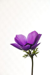 紫色のアネモネ