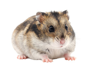 Adorable hamster portrait isolated on white background fluffy rodent.