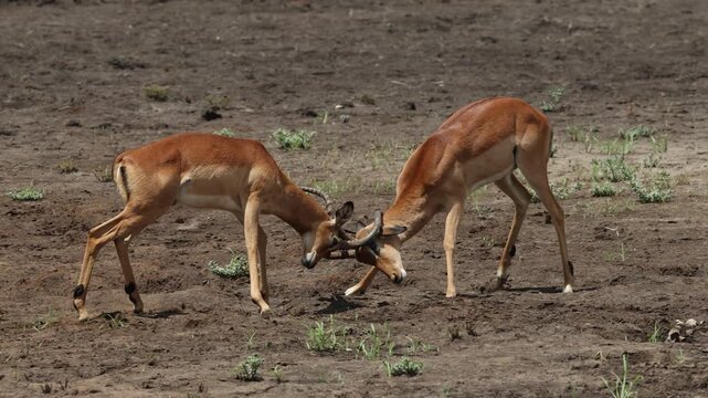 Two impalas spar playfully while locking horns on open dry ground in the savanna.