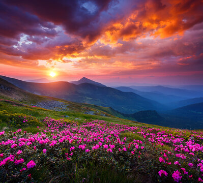 Fantastic sunset unfolds over a field of vivid flowers blooming among the Carpathian mountains. Atmospheric picture of harmony and aesthetics.