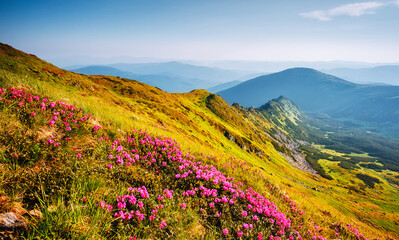 Obraz premium Breathtaking view of lush green hills rolling into distant mountains on a sunny day, creating an atmosphere of harmony and coziness. Chornohora range.