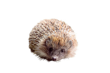 wild hedgehog isolated on transparent background, PNG © Olena Svechkova