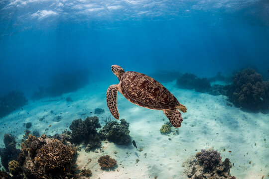 Green sea turtle swimming underwater on the Great Barrier Reef