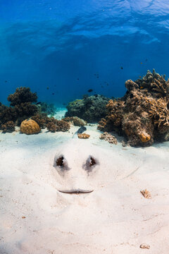Stingray buried under sand on the ocean floor of the Great Barrier Reef