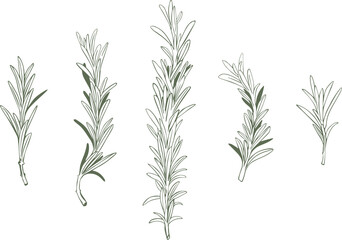 Obraz premium Set of Rosemary sprigs on isolated background. Drawing illustration vector. Hand drawn botanical spices for cooking of provencal herbs. For design, booklets, restaurant menus.