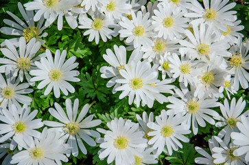 A soft, natural background featuring white mountain anemones illuminated by gentle sunlight. The delicate petals appear translucent in the bright light, creating a serene and airy atmosphere.