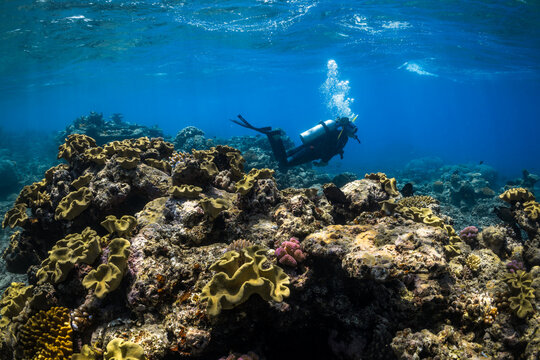 Woman scuba diving on the Great Barrier Reef