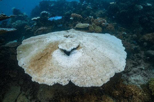 Coral Bleaching on the Great Barrier Reef