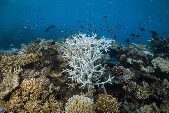Coral Bleaching on the Great Barrier Reef