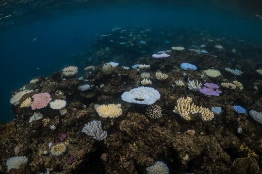 Coral Bleaching on the Great Barrier Reef