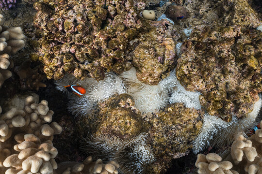 Clown fish on the Great Barrier Reef
