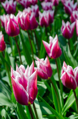 A vibrant tulip field filled with pink and white blossoms, captured in soft natural light. The densely packed flower heads create a harmonious blend of pastel tones.
