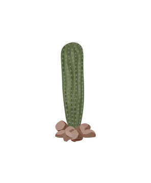 Vector illustration of a long green cactus on small stones.