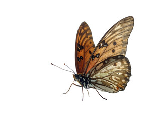 Obraz premium Butterfly with orange and brown wings isolated on white background.