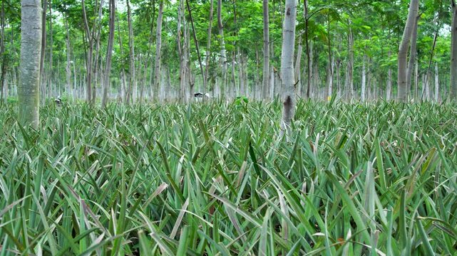 Panning shot of a green pineapple plantation growing under tall trees in a Southeast Asian mountain landscape, representing agricultural industry and rural farming practices.
