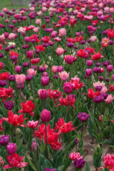 Fototapeta premium Colorful field of vibrant red, purple, and pink double peony tulips in full bloom. 