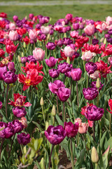 Fototapeta premium Beautiful blooming mixed tulips in the field. 