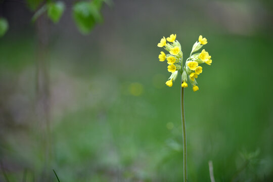 wild primrose Oxlip, Primula elatior in nature. Primula elatior one of the first spring flowers. wild yellow flower in the forest. spring natural background. selective focus. beauty of nature. closeup
