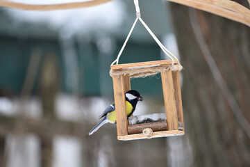 brightly coloured tit sit on snow-covered wooden bird feeder shaped like house, eating sunflower seeds. Feeder hangs from branch against blurred background of winter garden. close-up of a bird © Oleksandr Filatov