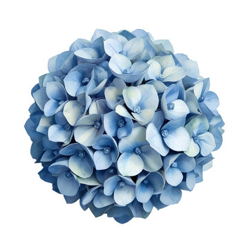 Beautiful and elegant hydrangea bloom in shades of blue and white on white background