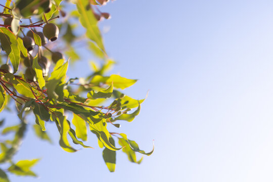 Gum nuts and leaves with sun flare and blue sky