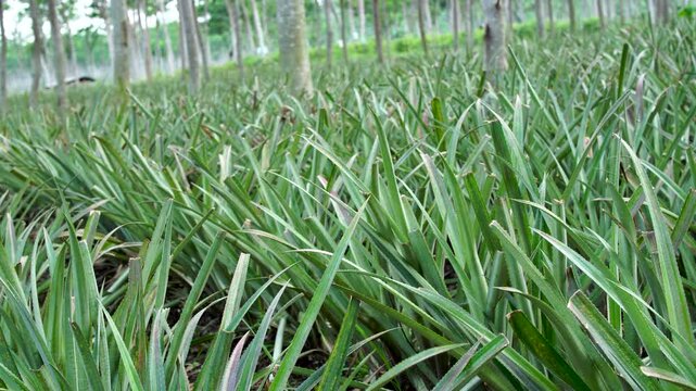 Close up panning shot of green pineapple plants with a blurred tree background in a Southeast Asian plantation, showcasing agricultural food production and sustainable tropical farming.