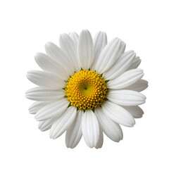 Single daisy blossom with clean white petals and a bright yellow center is isolated