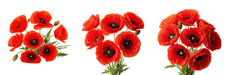 Obraz premium Set of Red Poppy Flowers PNG - Vibrant Floral Bouquets Transparent Background PNG