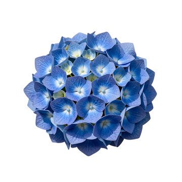 Close up of a blue hydrangea blossom on a white background