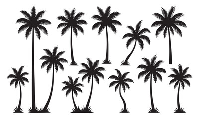 set of palm trees  © Qamar Zaman