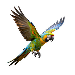 Fototapeta premium Blue and gold macaw soars in mid-air with wings spread