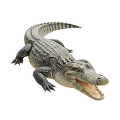 Captivating alligator with open mouth basking in the sun on a white backdrop