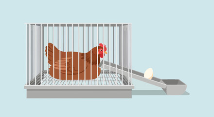 Obraz premium Chicken in a cage with a ramp leading to a scale.