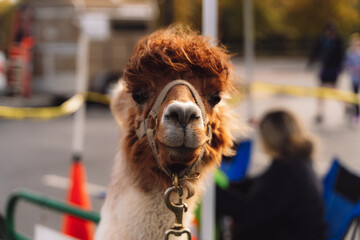 Close up portrait of fluffy brown alpaca wearing halter outdoors © Trey