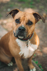Portrait of a brown dog with white chest wearing a collar outdoors