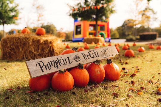 Rustic pumpkin patch sign with orange pumpkins on autumn field