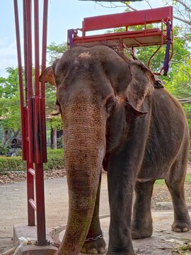 Front View of an Asian Elephant Standing Near a Red Platform with a Howdah on Its Back.