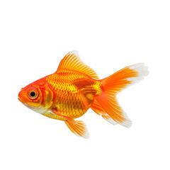 Fototapeta premium A vibrant orange goldfish swimming against a black background